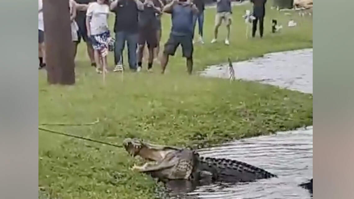 SC may increase alligator harassment fines after ‘circus-like atmosphere’ on Hilton Head