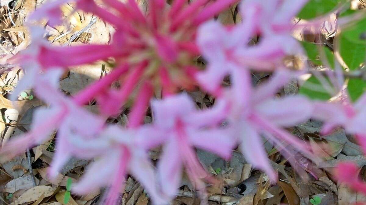 This native azalea from Florida loves the Lowcountry.
