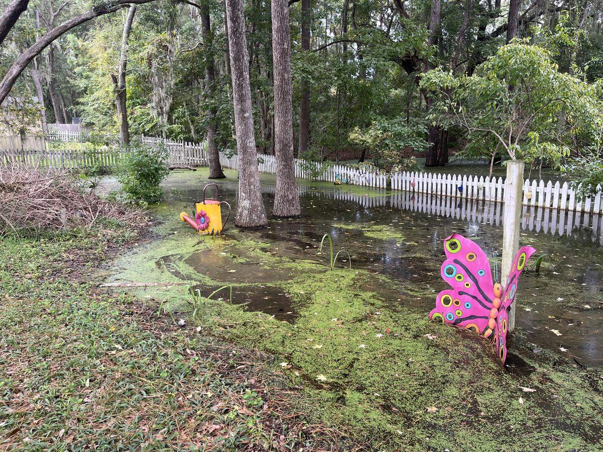 The backyard of Kellee Thomas is flooded and has been for months with the water refusing to subside. She lives on Telfair Drive on northern Lady’s Island.
