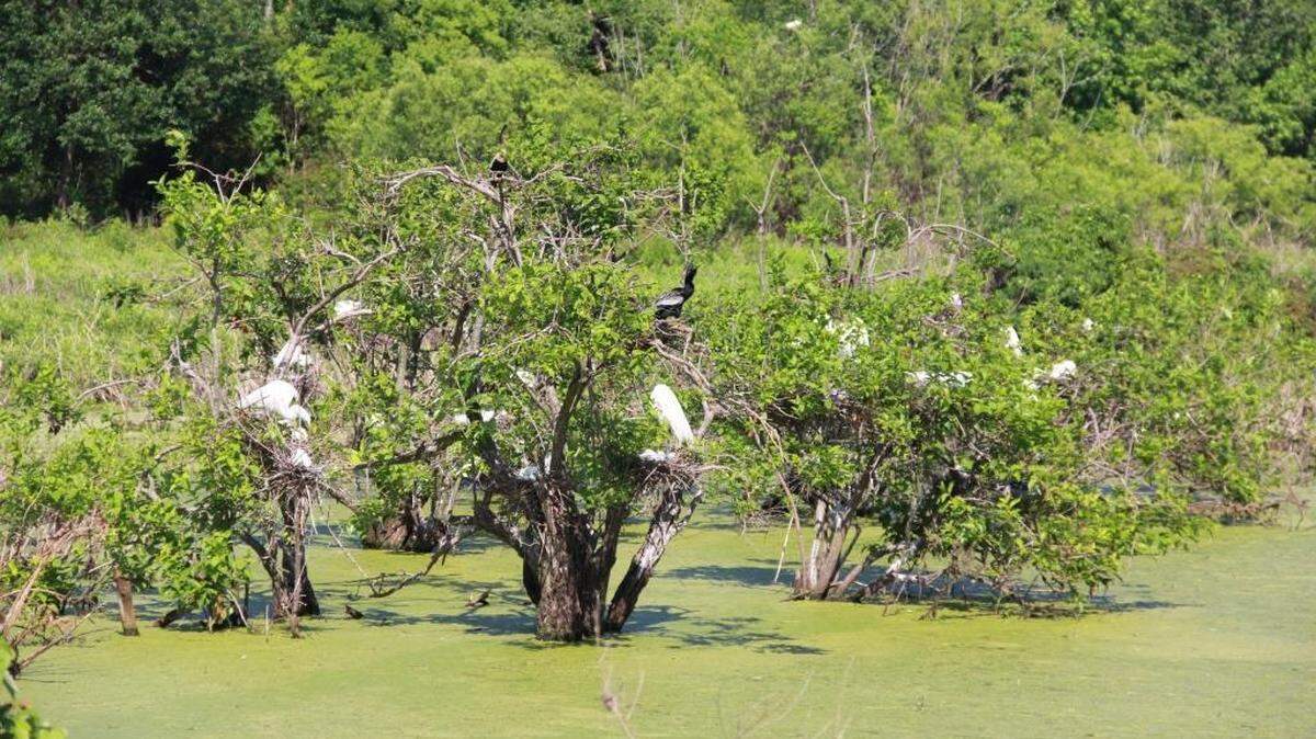 Surrounded by houses and businesses in Port Royal, the Cypress Wetlands is a stand-alone nature preserve in the heart of town.