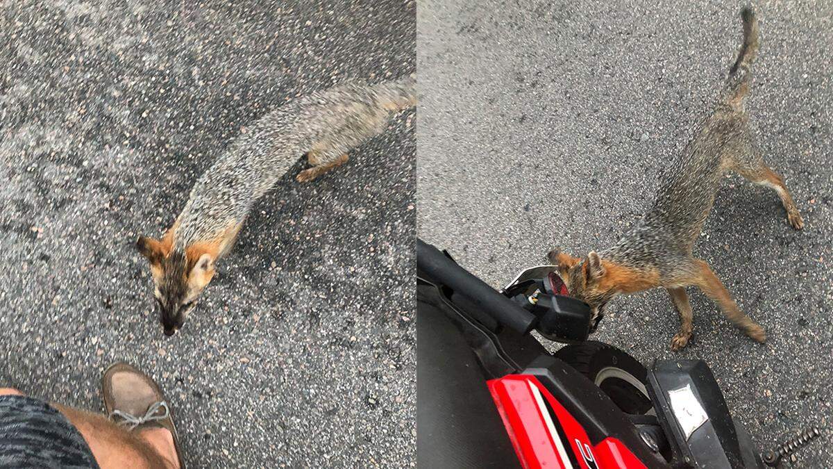 Bluffton resident Tommy DeLong snapped these photos of a fox Saturday on Plantation Park Drive. DeLong said he stopped when he saw it, but it charged at him and his Moped before biting his ankle.