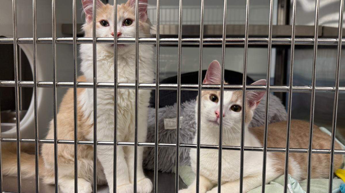 Shelter cats from Hilton Head Humane that were transported to Ohio in preparation for Hurricane Imelda that was initially anticipated to impact the Lowcountry in Sept. 2025.