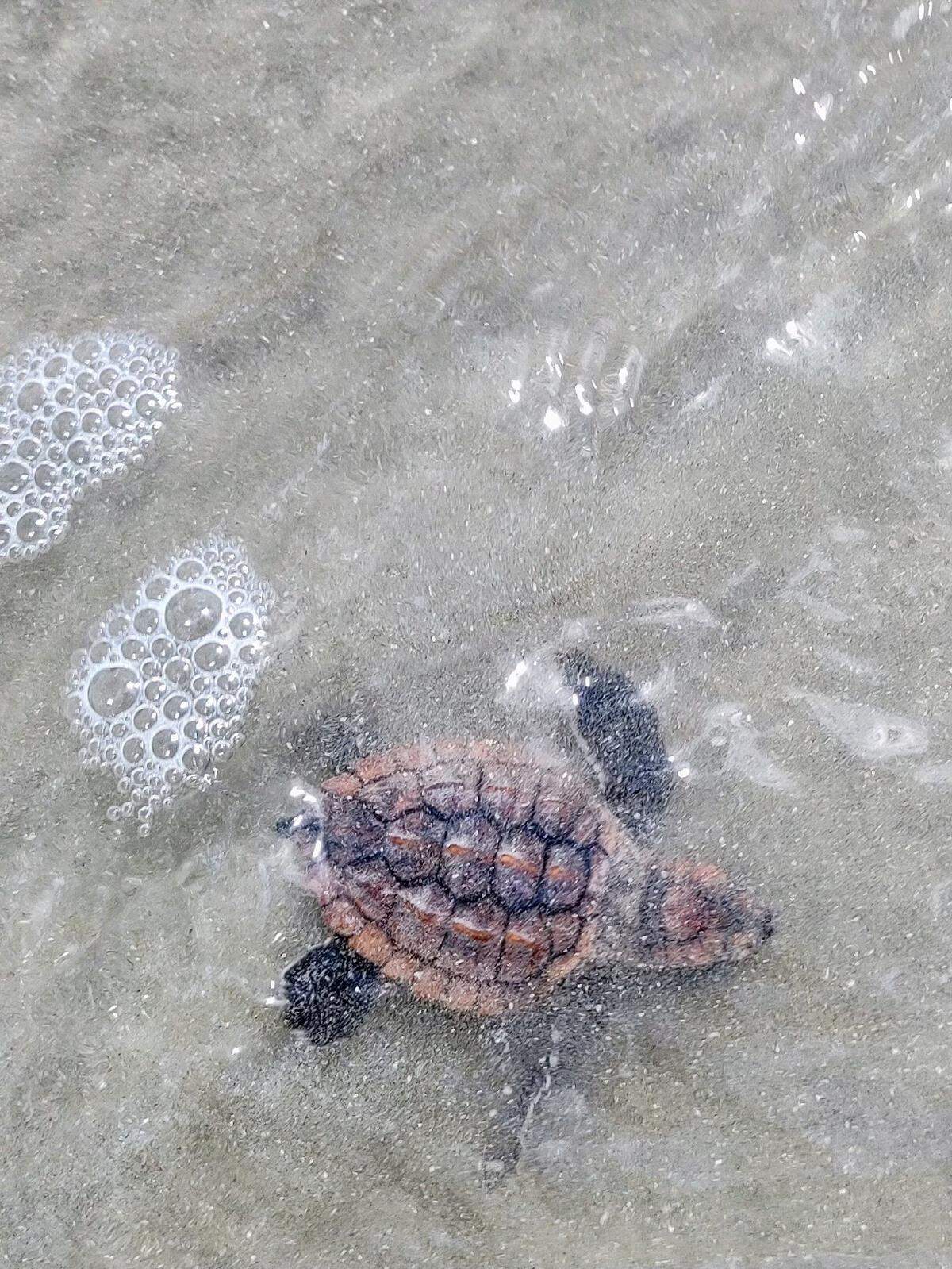 A sea turtle hatchling makes its way through the surf off Pritchards Island on Sunday, July 11, 2022.
