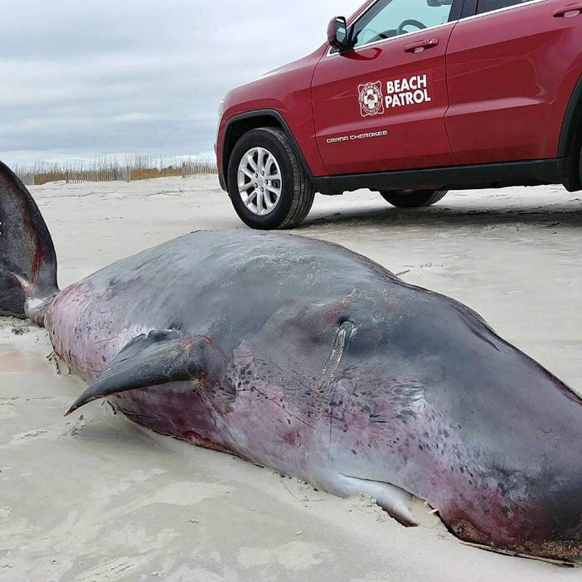 A 10-foot pygmy sperm whale was found near Burke’s Beach on Hilton Head Island on Sunday.