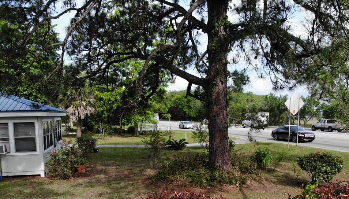 The trunk of a towering pine tree sits about 25 feet from the shoulder of U.S. 278 in the front yard of Isabelle Stewart’s Hilton Head Island home. 