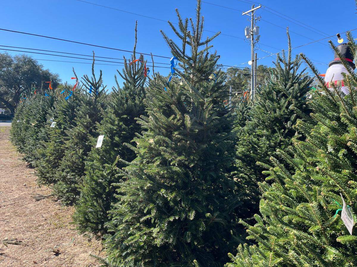 Fraser firs are sold at the a tree lot on Lady’s Island.
