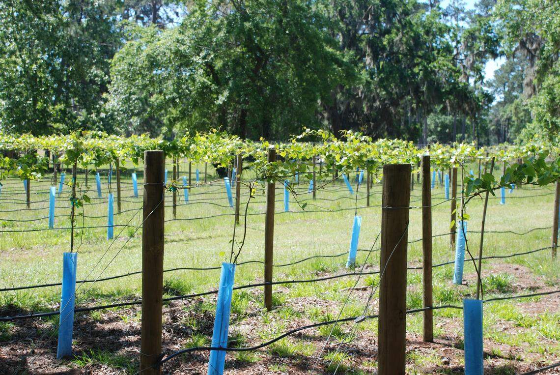 Vineyards take root near the Silver Dew Winery. The scuppernog grapes that grew on the vines were destroyed in Tropical Storm Irma but owner Wick Scurry hopes to make wine after the grapes grow back in the coming years.
