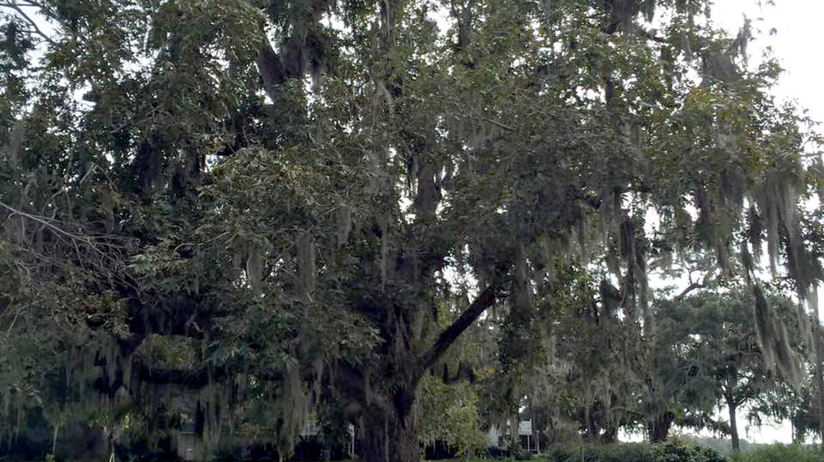 The pecan tree that Sonny Bishop says is 240 years old.