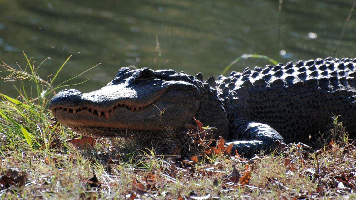 After multiple instances of aggressive gators, HHI community bans fishing for two months