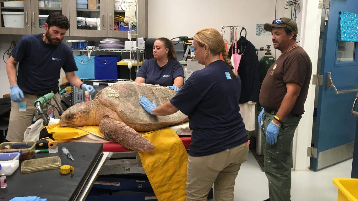 A mama sea turtle was attacked by sharks in Beaufort Co. She’s recovering. Slowly