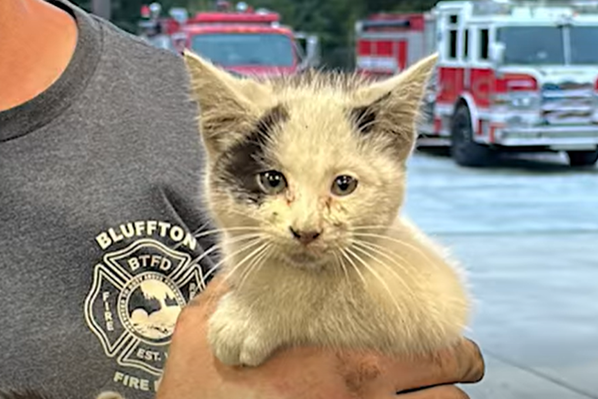 A kitten named “Flash” is now recovering at the Beaufort County animal shelter after Bluffton fire crews rescued her from the undercarriage of a vehicle.