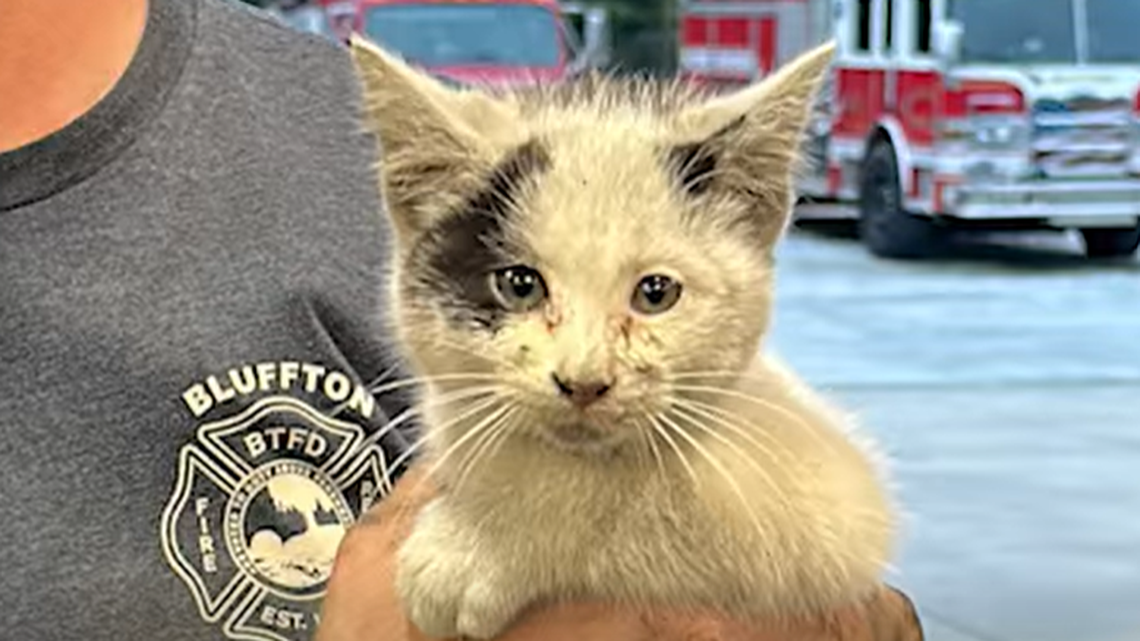 Stowaway kitten ‘Flash’ rescued from under vehicle by Bluffton fire crew