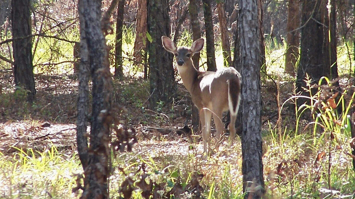A white tailed deer pauses in her foraging to take note of a visitor to Hamilton Ridge WMA. The quiet forest roads and open pinelands are a haven for a variety of South Carolina wildlife and are frequently seen from your vehicle as you slowly explore.