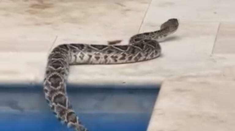 Venomous rattlesnake found swimming in Hilton Head pool. What was it doing there?