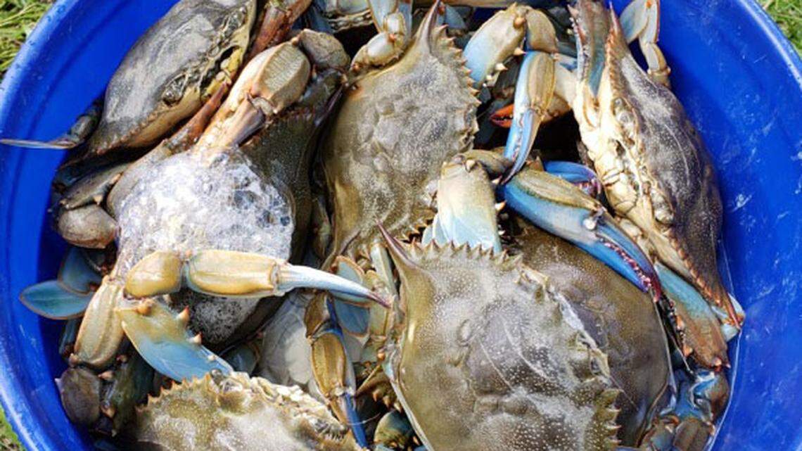 DNA tests of the Casey’s Seafood labeled as being from the Cheseapeake Bay actually contained “distressed” crabmeat from other areas of the world, including Indonesia and South America.