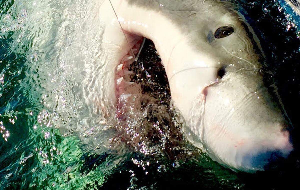 A 15-foot great white shark hooked off of Hilton Head Island was named Grace after Grace Sulak, a 14-year-old Bluffton student who was killed in an unsolved hit and run in 2016.