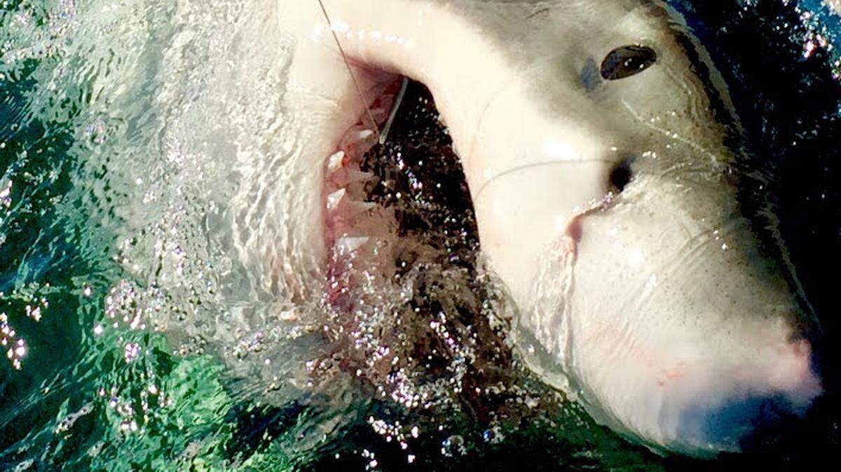 A 15-foot Great White Shark hooked off Hilton Head Island was named Grace after Grace Sulak, a 14-year-old Bluffton student who was killed in a still-unsolved hit and run in 2016.