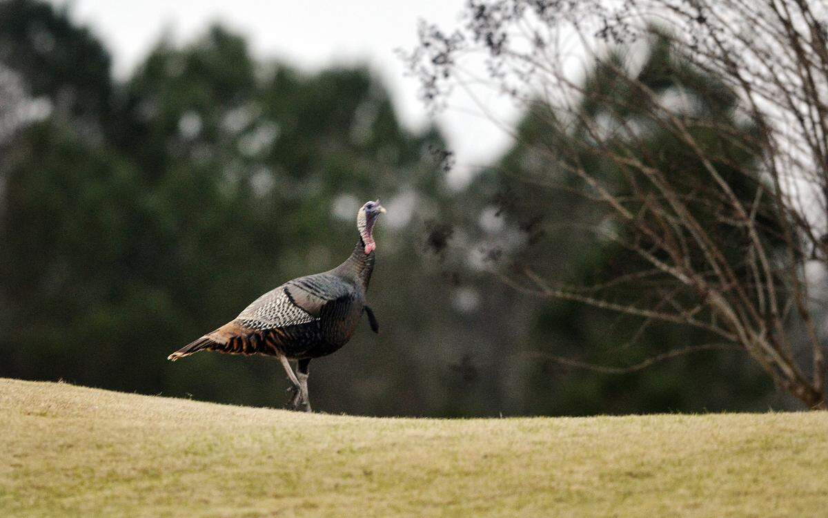 A wild turkey at The Crescent in Bluffton on December 30, 2014.