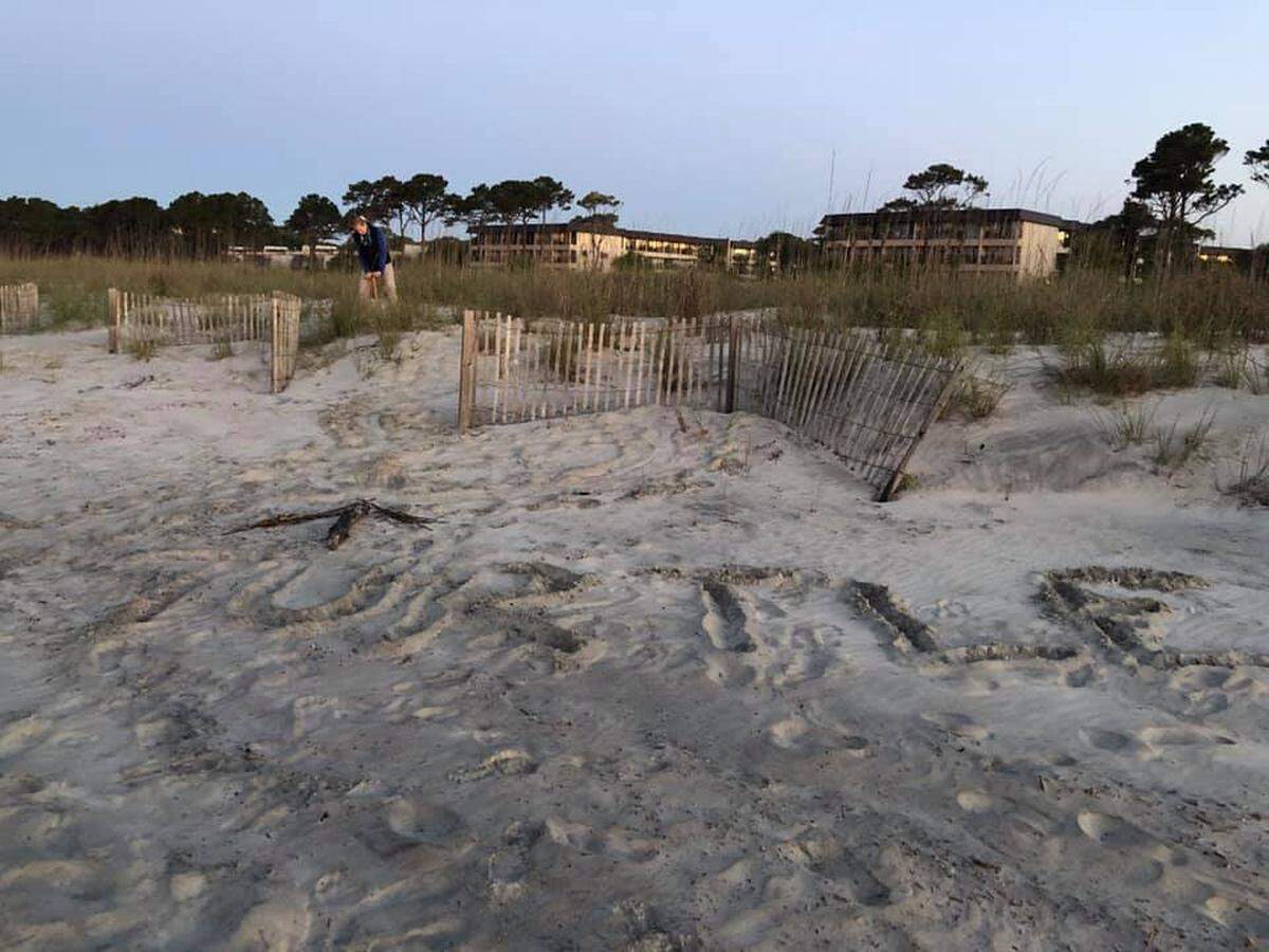 A beachgoer appears to announce a sea turtle nest on Hilton Head Island. Sea turtle advocates have warned that drawings around nests can threaten sea turtles nesting there.