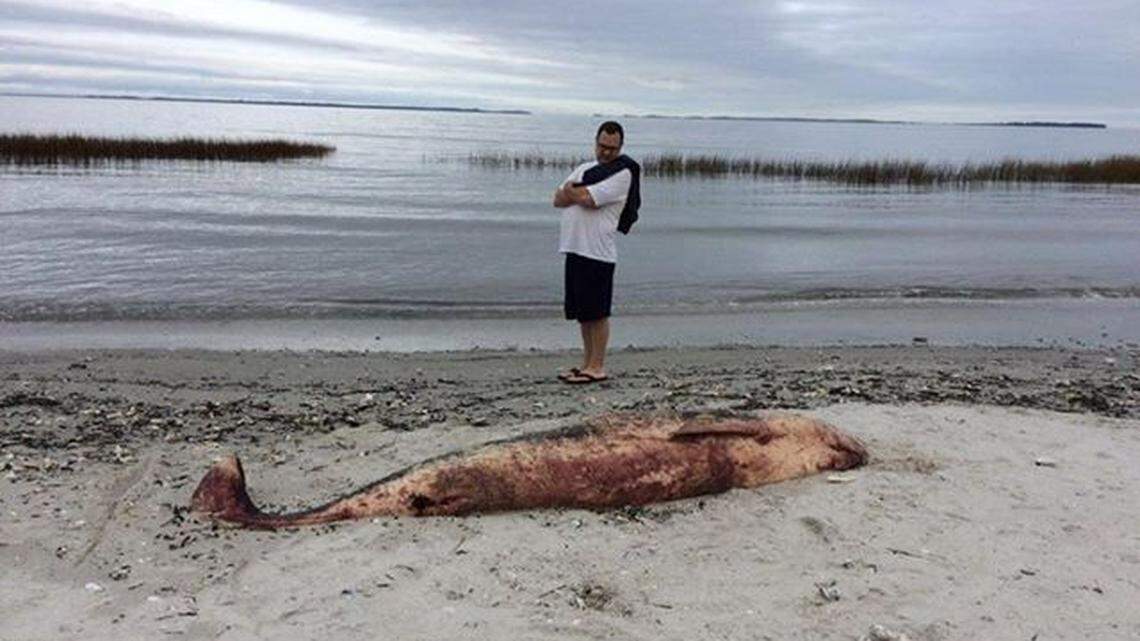 11-foot ‘toothed’ creature washed up on a Hilton Head beach. Here’s what experts found