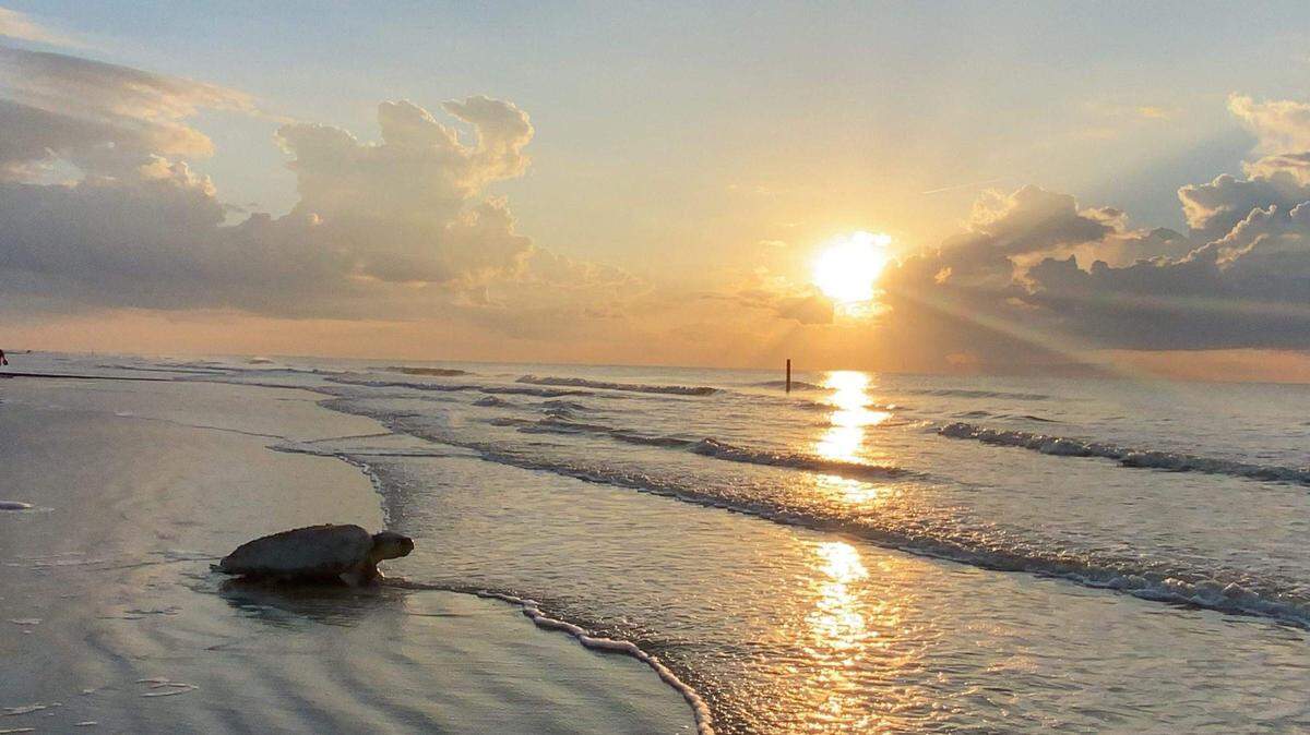 Loggerheads usually move about at night, but occasionally one will depart at sunrise. When they do, volunteers get a thrill. “It’s awesome,” Buddy Lawrence says. This mama was the 103rd loggerhead to nest on Hunting Island this season.