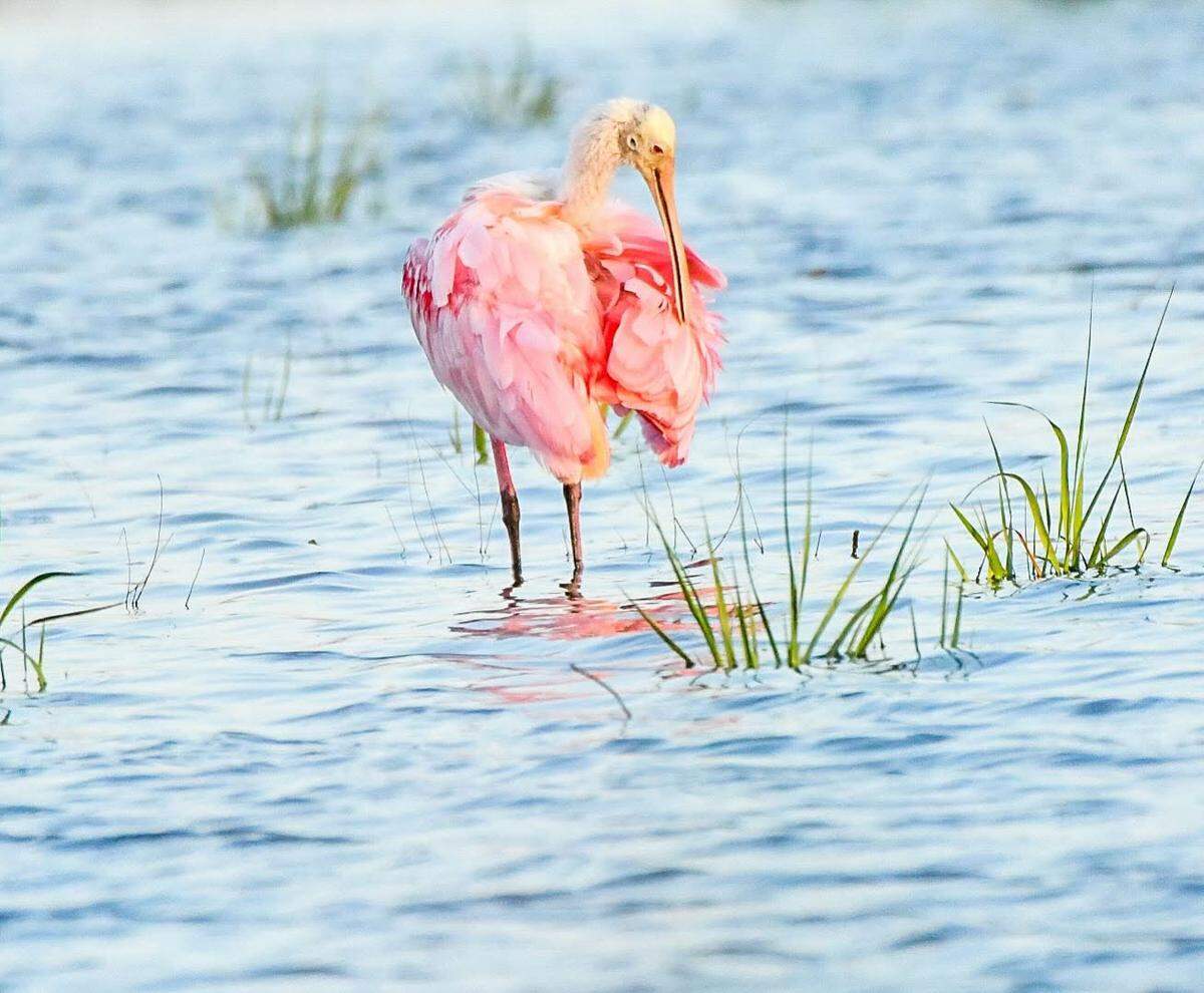 The roseate spoonbill, a social wading bird of the ibis and spoonbill family, hunts for food in the marshes during low tied at Hunting Island.