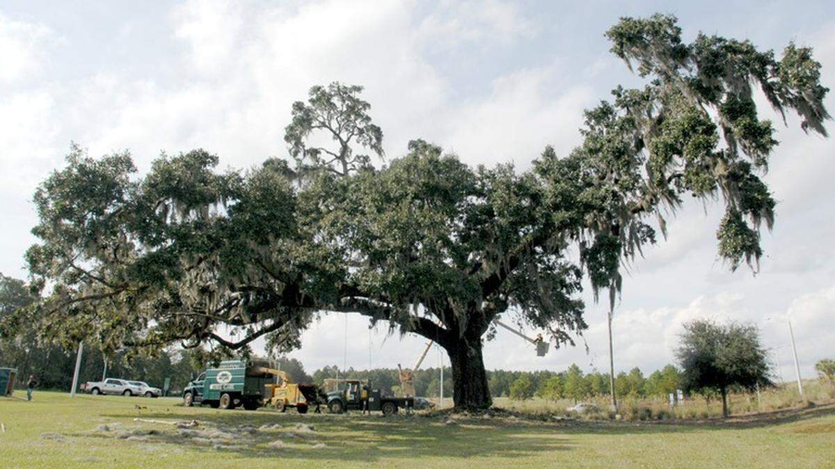 Work proceeds Tuesday on the large oak tree at McGarvey's Corner, now the intersection of U.S. 278 and S.C. 170. The tree is best viewed from the  ramp leading from northbound S.C. 170 to eastbound U.S. 278.