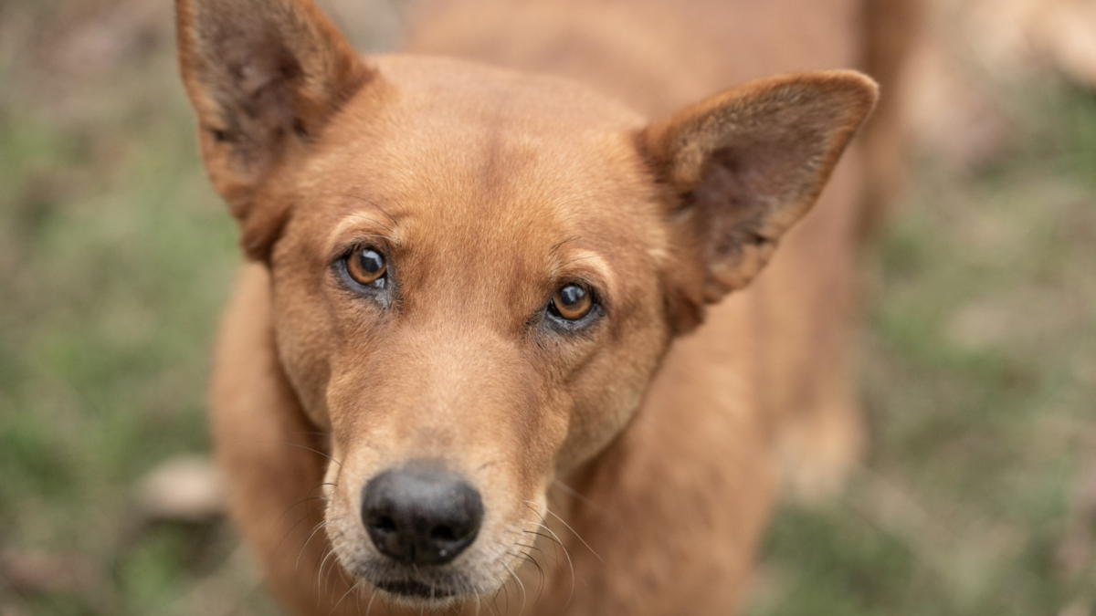 Callie, an 8-year-old rescue with Grace Farm Animal Rescue, was the farm’s first save and helps owner Robin Boeke gain the trust of other lost and stray dogs that they are trying to help.
