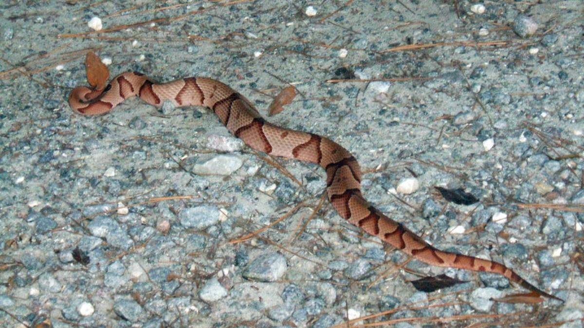 Jean Tanner encountered this copperhead on a morning walk to the creek.