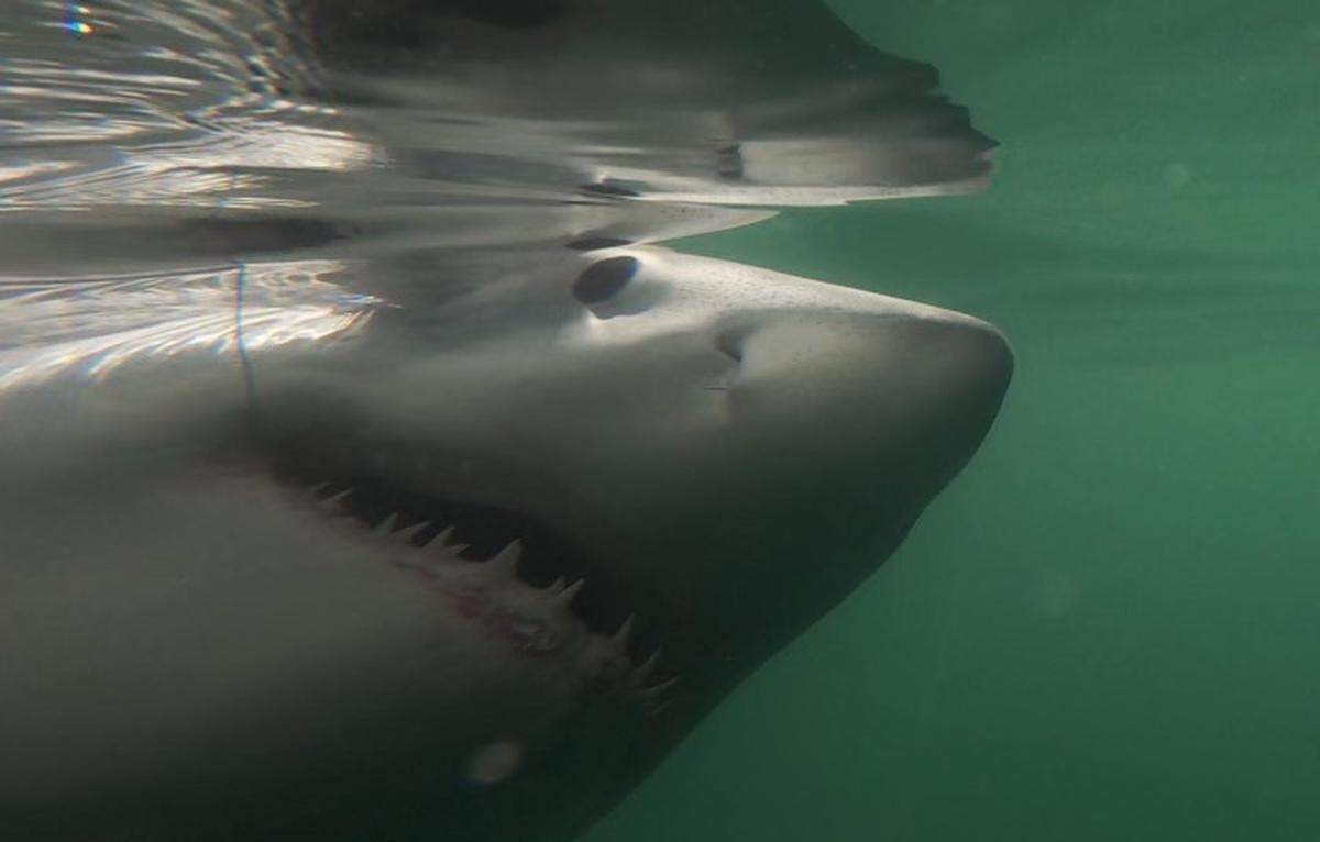 Charter Captain Chip Michalove of Outcast Sport Fishing reeled in and released the first great white sharks of the winter season on Saturday, Dec. 18, 2021, off Hilton Head Island, South Carolina.