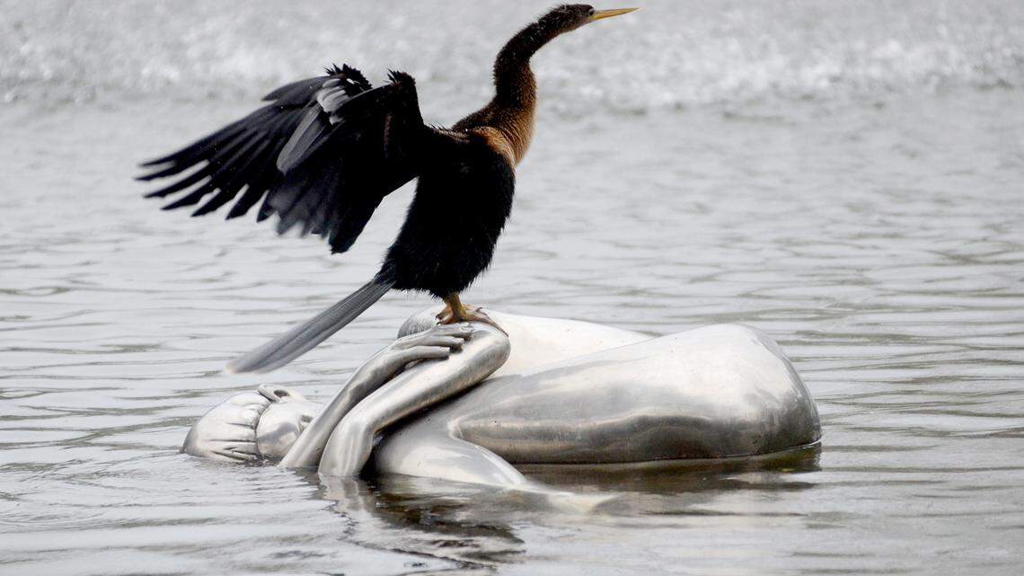 Ever seen a snakebird in SC? They love to impale fish. Here are 4 things to know about them