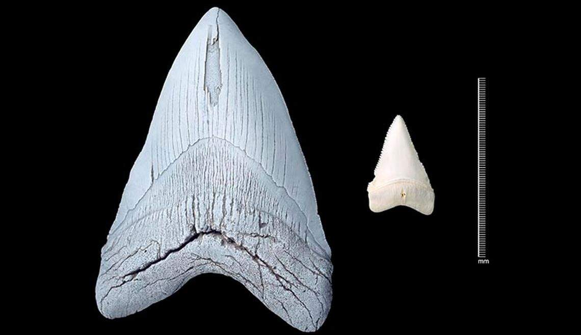 A megladon shark tooth compared to a great white shark.