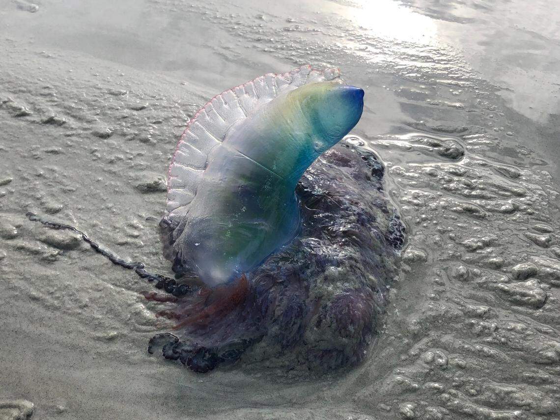 A Portuguese Man-Of-War was spotted on Hilton Head’s beach on Nov. 11 between the Sonesta Resort and Coligny beach. The venomous Portuguese Man-Of-War is also known as a “bluebottle” jellyfish and can deliver an “excruciatingly painful” sting to humans even weeks after it’s dead.