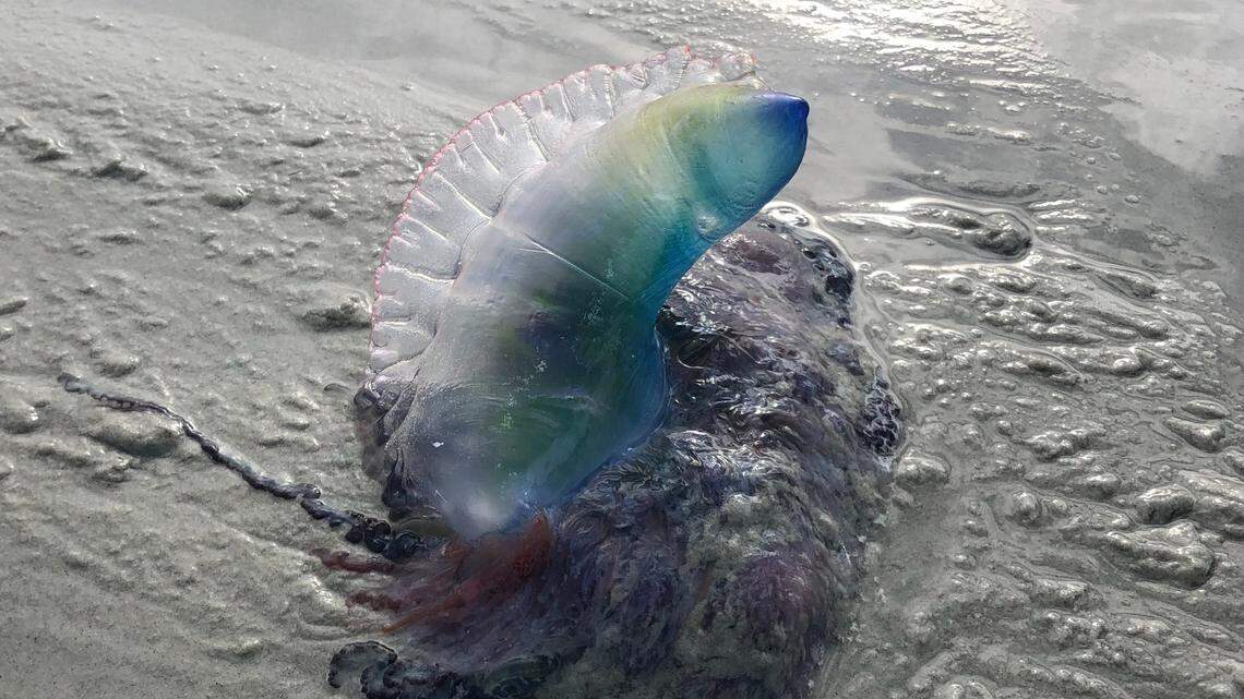 Toxin-carrying creature popping up on GA, NC beaches. Have they washed up on Hilton Head?