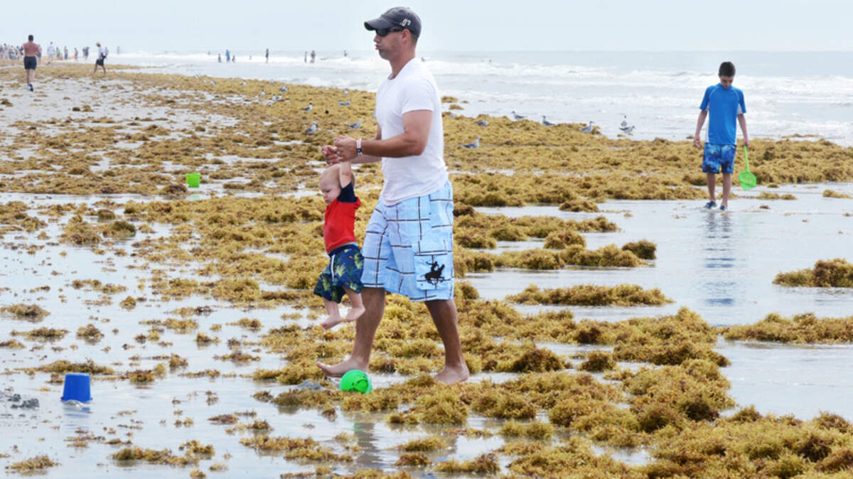 Beachgoer Joe Whitham, of Anderson, S.C., carries his 1-year-old son, Garrett, across a mass of sargassum on Friday morning. The seaweed, which grows far out at sea and is occasionally blown to shore on strong easterly winds, has been washing up on the beach of Hilton Head Island on the high tides in recent days. "My older son doesn't like it, he doesn't like it on his feet," said Joe of the spongy masses of seaweed. "We keep telling him it's grass."