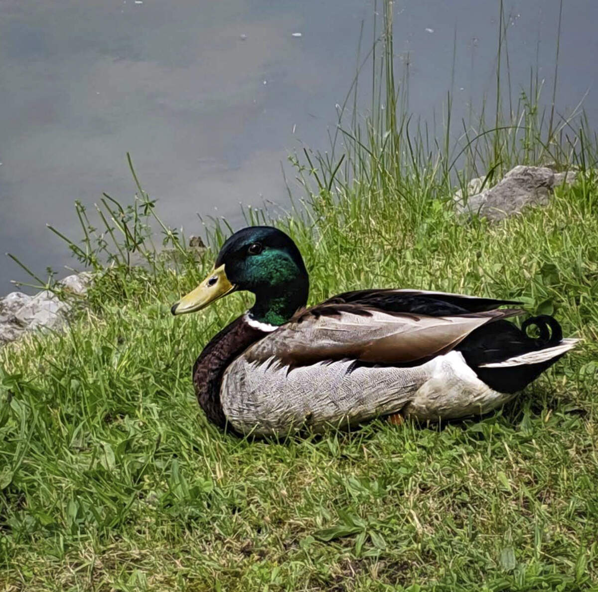 Male Mallards are easily recognized by their glossy green heads, yellow bills, and white neck rings.