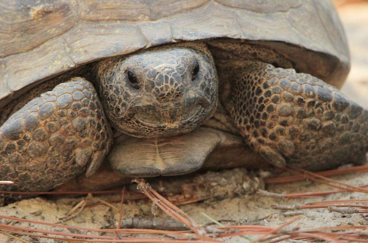 Gopher tortoises are considered a keystone species because they dig burrows that provide shelter for approximately 350 other species.