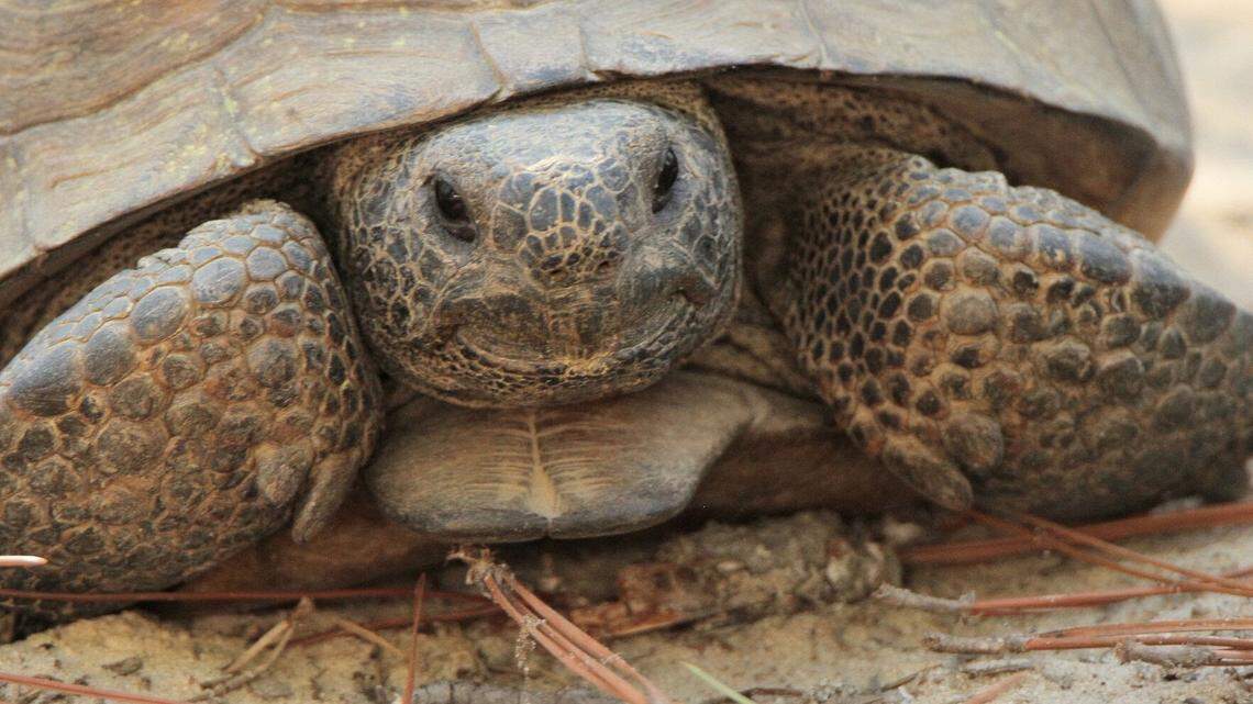 Gopher tortoises are considered a keystone species because they dig burrows that provide shelter for approximately 350 other species.