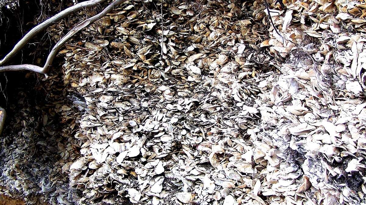 Layers of history: a Native American shell ring such as Greens Shell Enclosure located on Hilton Head Island is composed layer upon layer of oyster shells and other debris formed over ages of habitation by ancient people.