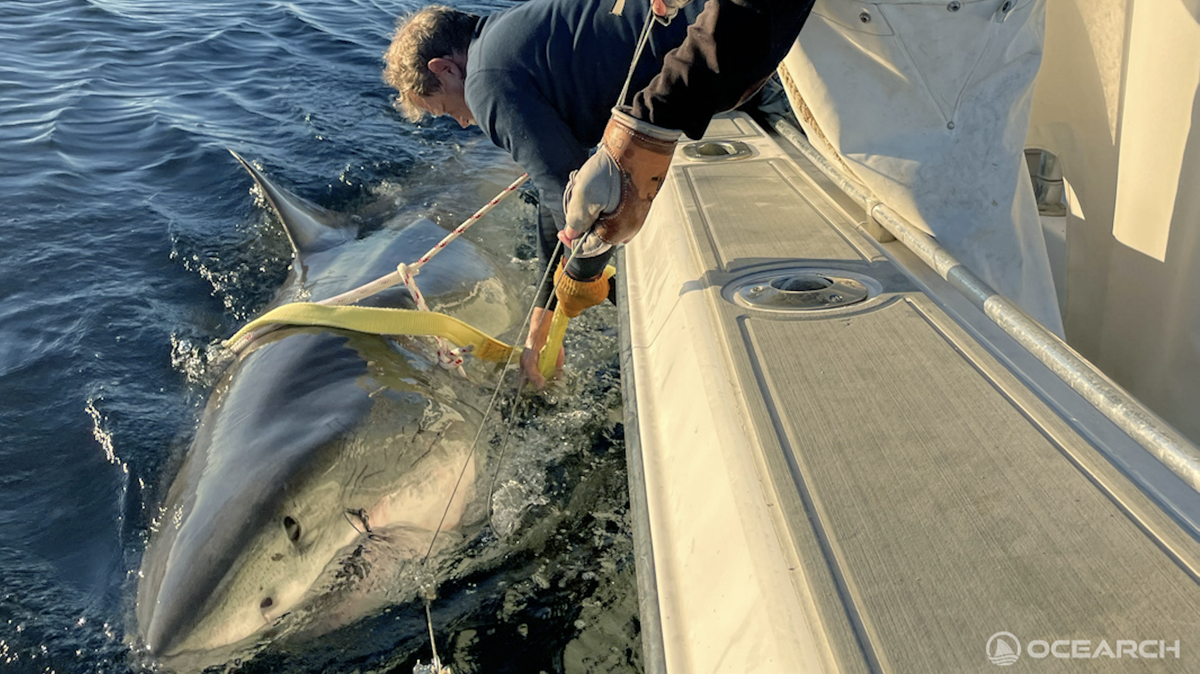 Contender, a 13.8-foot and nearly 1,700 pound great white shark was initially tagged on Jan. 17 off the Florida/ Georgia coast. He has since traveled north into waters off Hilton Head Island.