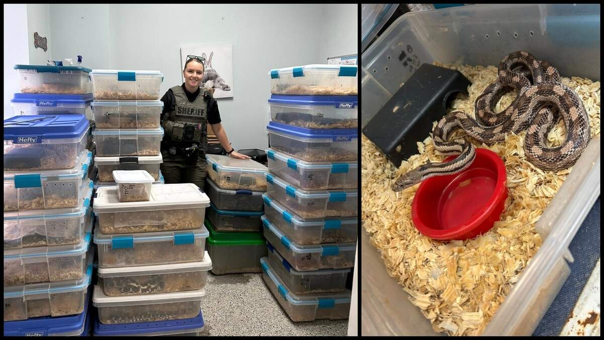 Jasper County Deputy Burnette seized 52 nonvenomous snakes that were reportedly part of an abandoned breeding operation. The reptiles will be relocated to a sanctuary, police said.