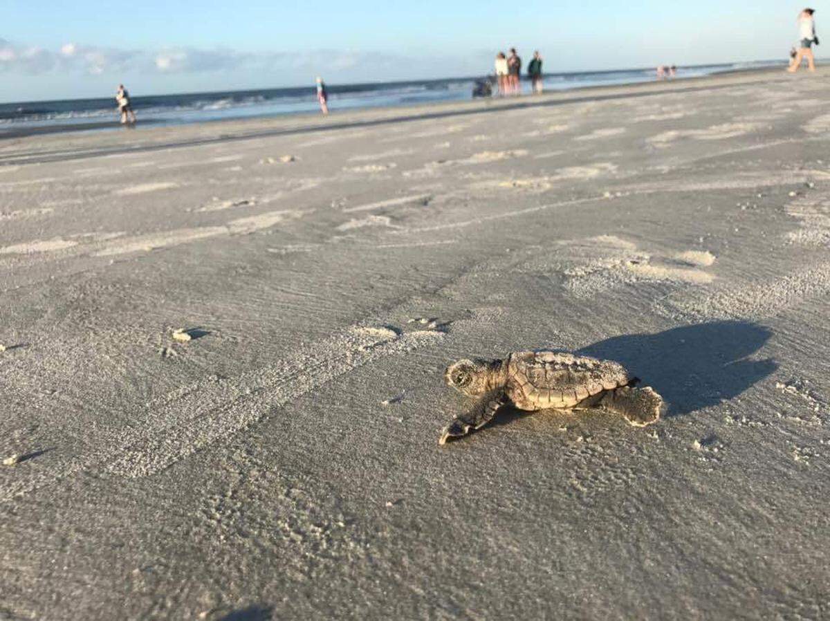 Brad Rocco took this photo of a sea turtle hatchling making its way to the ocean on Hilton Head Island.