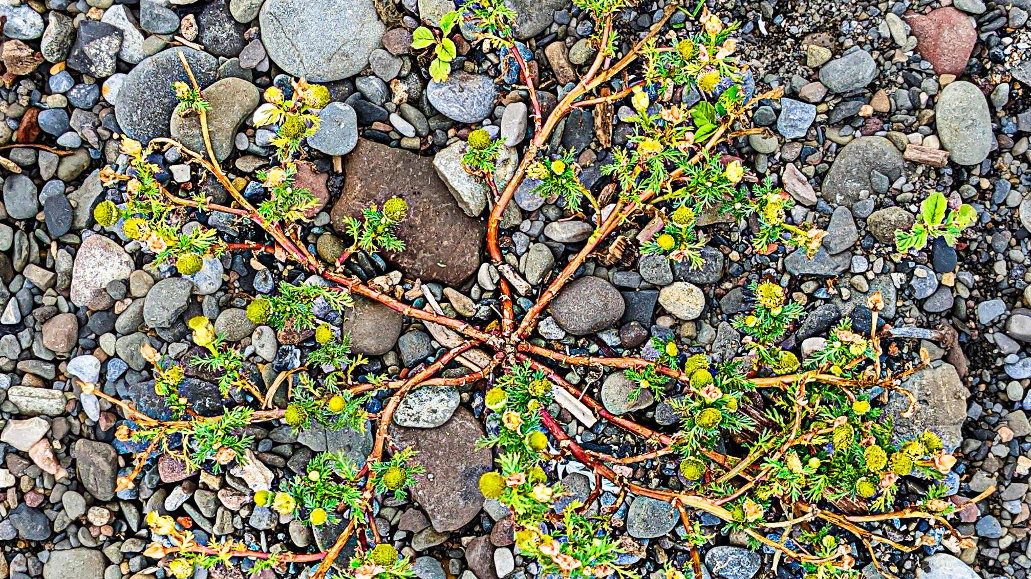 Resilient pineapple weed can grow in poor soil and survive cars driving over it