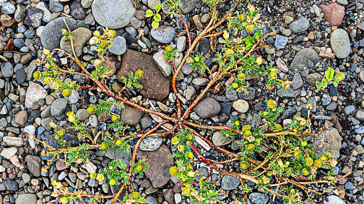 Pineapple weed’s tough, wiry stems and dense, yellow flowerheads are resistant to trampling and other disturbances.