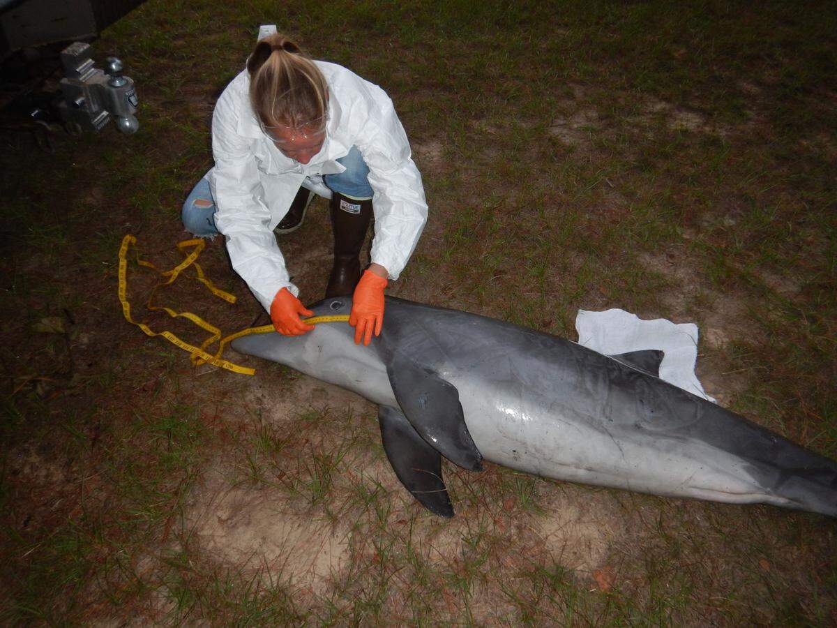 Amber Kuehn performs a necropsy on a dolphin.