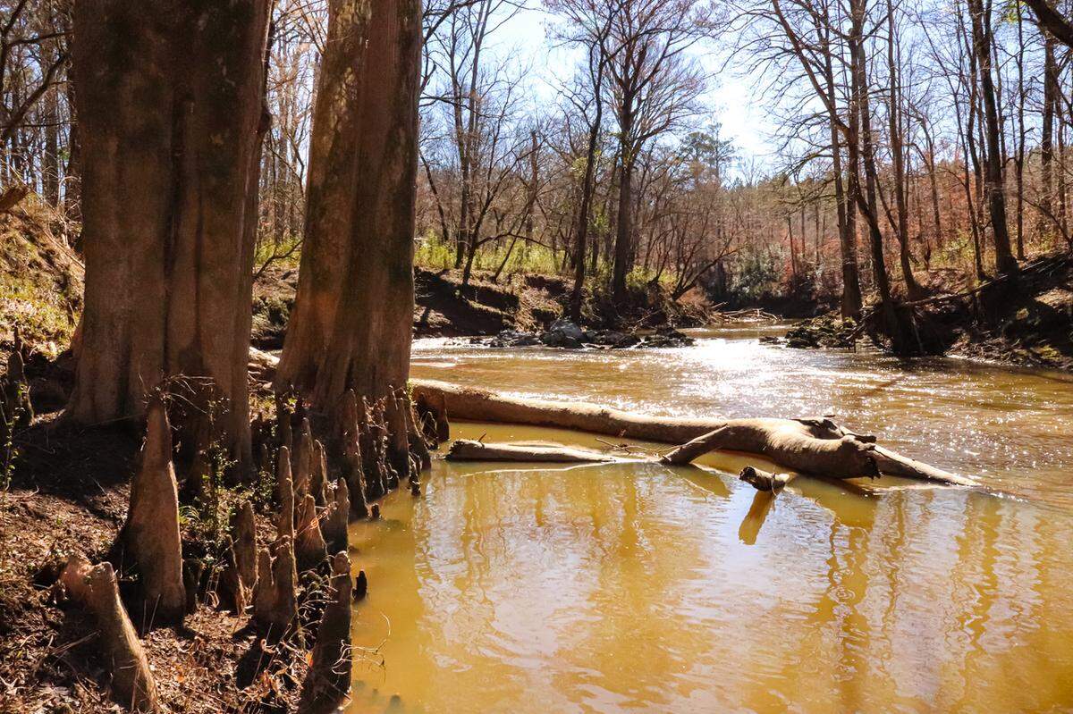 Turkey Creek is part of the Stevens Creek watershed that drains to the Savannah River near Augusta. This region is home to rare plants, and hiking the Turkey Creek Trail feels more like a visit to the mountains, despite it being only a short drive from the Lowcountry. The creek provides a unique juxtaposition between rocky waterfalls and majestic bald cypress, a tree that seems more at home in Lowcountry swamps and rivers.&nbsp;&nbsp;