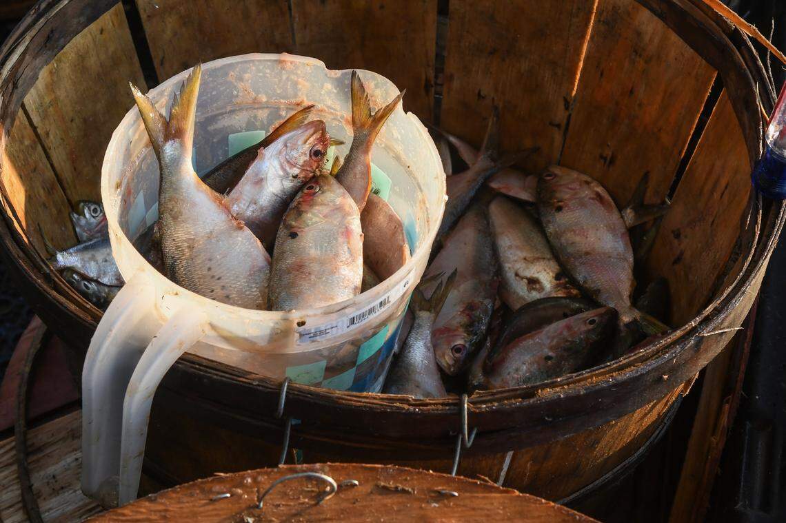 These menhaden, or bait fish, were previously caught by Brett Everett and his team off the coast of Hilton Head Island and are used to bait Rusty Crab’s traps in the waters off St. Helena Island. If purchased, a bushel of these fish can start at $50 and on Sept. 20, 2024, the fishermen went through at least four bushels while bating their crab traps after bringing in their catch.