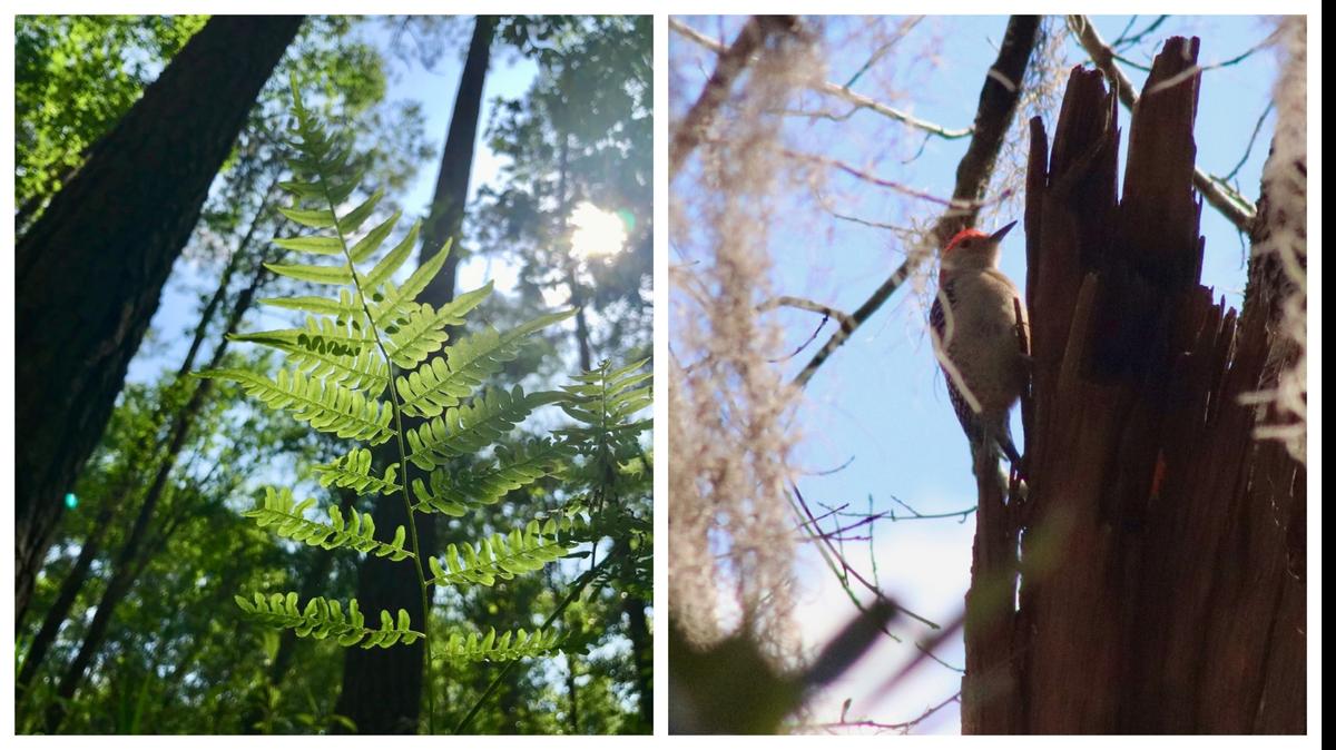 Left: Part of the ecosystem of this 641-acre woodland at Blue Sky Preserve, this fern is but one of a diverse number of plants and animals that may be seen there.
Right: The preserve’s 1.5 miles of forested paths and seasonal wetlands offer glimpses of migratory and other bird species, like this red-bellied woodpecker.