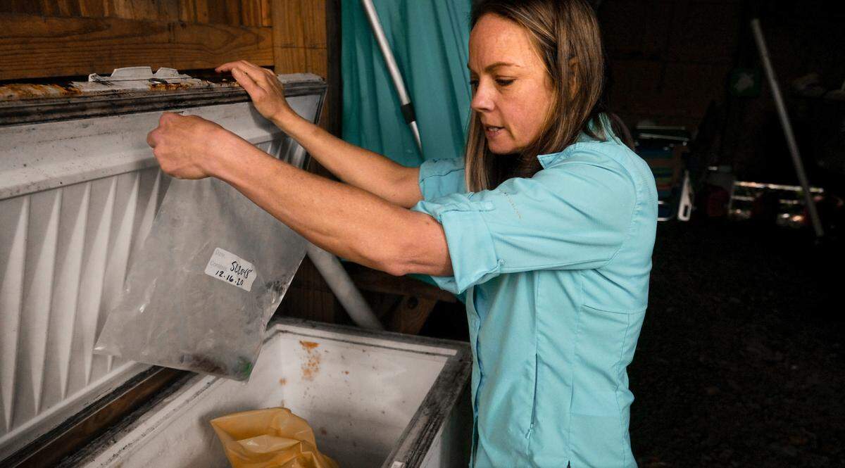 On Wednesday, Jan. 27, 2021, Amber Kuehn pulls a bag of samples she took on Dec. 16 from a deceased dolphin that she’ll give to the National Oceanic and Atmospheric Administration in Charleston for analysis. Kuehn, a Bluffton native, is a Marine mammal recovery expert certified by NOAA as a member of stranding response program.