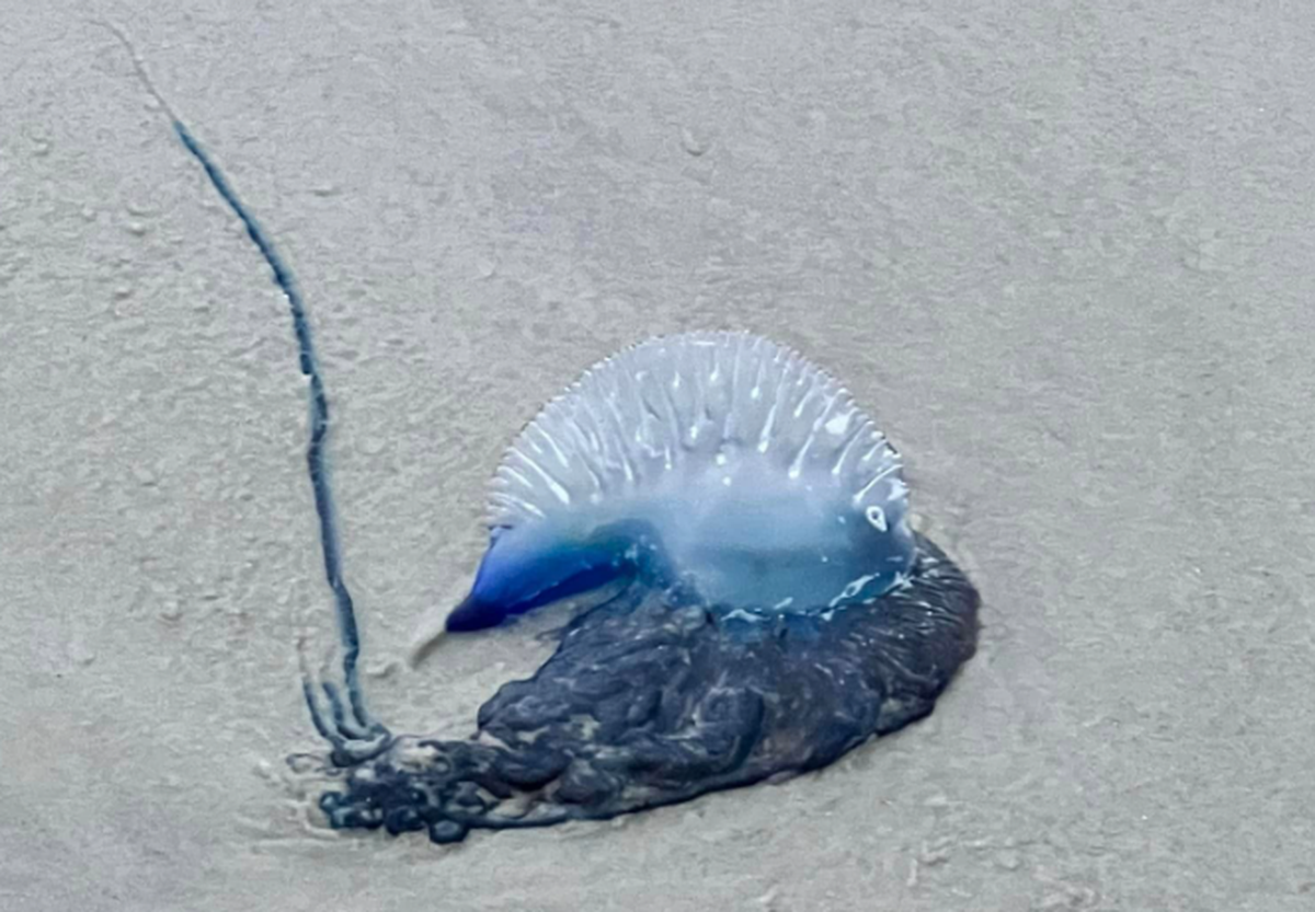 A Portuguese man-of-war was photographed Sunday morning near Coligny Beach Park, with a long tentacle extending from the creature’s jellyfish-like body. The species often appears on beaches in the Hilton Head Island area in the winter months, when the free-floating creatures are pushed onshore by strong winds and ocean currents.